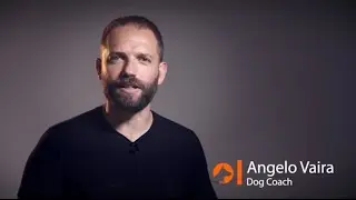 Le 4 bugie sui cani aggressivi