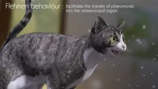 Entenda como funciona FELIWAY