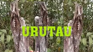 P&Aacute;SSARO  URUTAU  !  Conhecido  como  M&Atilde;E - DA - LUA .