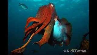 Giant cuttlefish - Sepia apama