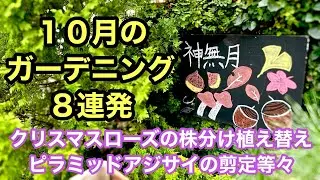 【今が適期の庭作業８連発】クリスマスローズの植え替え・株分け・ピラミッドアジサイの剪定・ツツジの植え替え・ユーフォルビア切り戻し・採種・種まき等 #flowers #gardening #ガーデニング