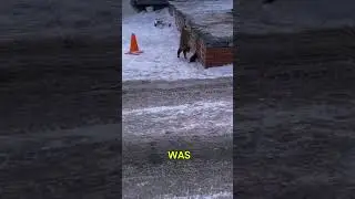 The Brave Mouse: When the Hunter Becomes the Hunted#BraveMouse #RoleReversal #CatAndMouse#videoshort