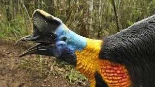7 Aves M&aacute;s Grandes Del Mundo