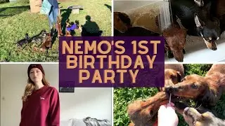 #VLOG My Dachshunds First Birthday Party! | 6 in the tub | Miniature Dachshund UK