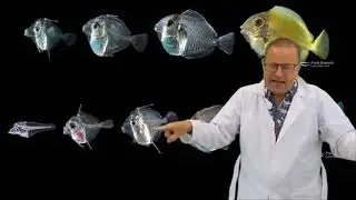 Fish Life Cycle