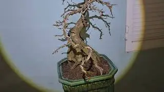 Gl ae 1 cây mai bonsai .để bàn ghép cúc . 0935633236
