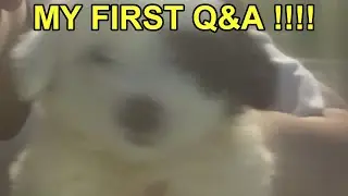 MY FIRST QUESTION AND ANSWER VIDEO! (I Can Speak Cebuano & Ilonggo??)