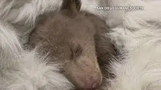 Humane Society cares for youngest black bear