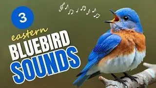 Sounds of the Eastern Bluebird: 3 Vocalizations to Know
