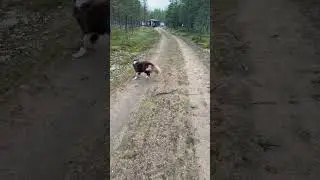I Took My Dog on an Epic Adventure!