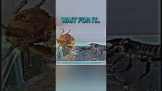 Crab vs Scorpion💀 || Moments before disaster #edit #trollface