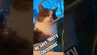 He loves Christmas  #christmas #cats #christmascats #tomcat #lovecats #cutecats #catlover #petcat
