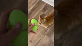 My Cat Went Easter Egg Hunting