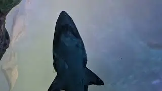 Аквариум Рипли в Канаде 🐟 (Канада 🇨🇦 2025)