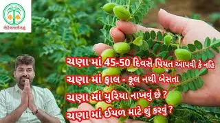 ચણા માં ફાલ વધારવા | ચણા માં પિયત ક્યારે આપવું | ચણા માં ખાતર | ચણા પીળા પડે | ચણા માં ફાલ ની દવા |