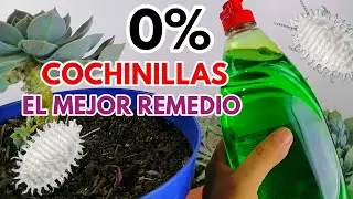 elimina cochinillas con el mejor remedio no mas cochinillas donsuculento