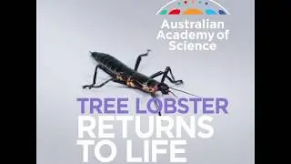 Tree lobster returns to life