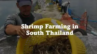 Shrimp Farming in South Thailand: Interested Fact and Figures!