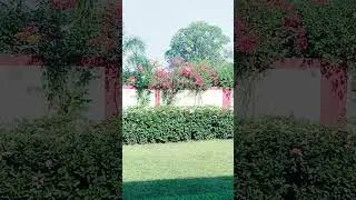Beautiful Flower Video 77 // Red Flower // Pink Flower // Yellow Flowers //  Multi Colour Flower