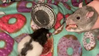 Pet Rats vs Cherry Pie!