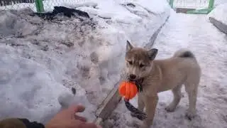 зсл Тайга