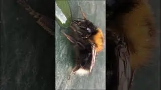 spiders insane, #spider #spidervideo #insect
