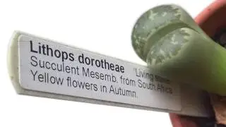 Lithops dorotheae