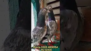 Original qasoori kabooter old is gold breed #pigeon #pigeonbreeds