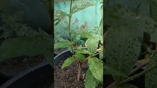 Tanam Jambu Air cepat Berbuah dalam Pot Besar #howto #grafting #jambu