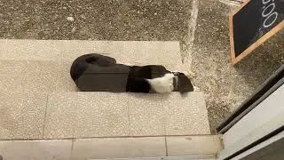 Our Outside Church Greeter Fell Asleep On The Job