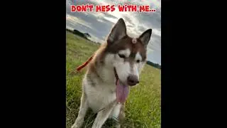 MUSCLE HUSKY Transformation 💪 #shorts #husky #dog