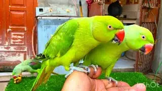 Indian Ringneck Parrot video | Green Ringneck Parrot natural sounds | Mithu Tote Ki Awaaz
