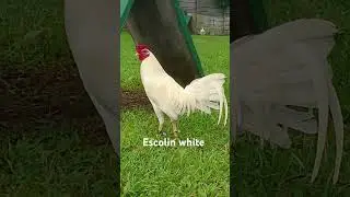 Escolin white #shortvideo #shortviral