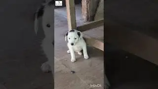 dog masti near my home #kutumakutu #viral #trending #viraltrend #comment #like