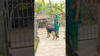 Gori naino Se kabhi aapse.raja#germanshepherd#funny#love#like#follow#subscribe.