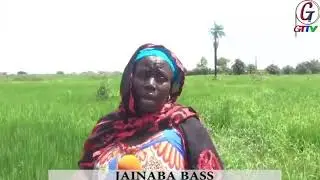 GTTV NEWS IN ENGLISH WITH ISATOU COLLEY.