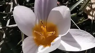 &Kappa;&rho;ό&kappa;&omicron;&iota; &mu;&epsilon; &mu;&alpha;&upsilon;&rho;&iota;&delta;&epsilon;&rho;&omicron;ύ&sigmaf; &alpha;&nu;&theta;ή&rho;&epsilon;&sigmaf; (Crocus biflorus subsp. melantherus) &sigma;&tau;&omicron; &delta;&rho;&upsilon;&omicron;&delta;ά&sigma;&omicron;&sigmaf; &Rho;&omicron;&upsilon;&pi;ά&kappa;&iota; &Mu;&alpha;&iota;&nu;ά&lambda;&omicron;&upsilon;