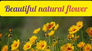 Amazing beautiful flowers collection#flowers#flower#roseflowergarden #beautifulflowers #nature #love