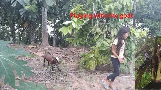 Playing with the goat/ cousin's bonding@filrusfamchannel