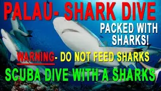 Shark Diving in Palau Micronesia - DO NOT FEED THE SHARKS!