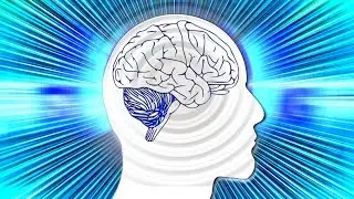 How does human brain function? Evolution and human brain