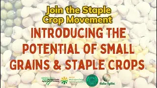Staple Crop Cohort Community Conversations: Introducing the Potential of Small Grains & Staple Crops