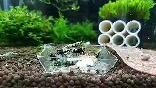 One hour of shrimp feeding on snowflake food .