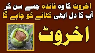 Walnut Ke Fayde In Urdu/Hindi | akhrot khane ke fayde | Benefits of Walnuts (Health Tips)