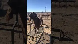 Boer buck clipping 🐐
