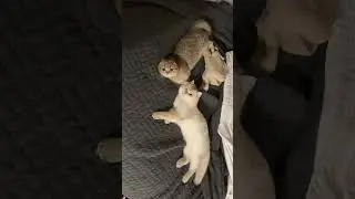 Kitty Snuggles