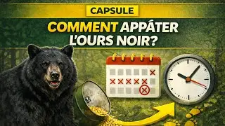 Ours noir : Comment app&acirc;ter l&rsquo;ours noir ? Notre routine d&rsquo;app&acirc;tage - TruNorth Hunters