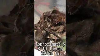 LARGEST Tarantula SPECIES Finds LOVE Today
