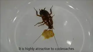 Controz Cockroach Gel for Pest Control Professional