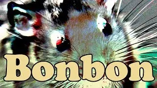 Bonbon Game - Just a Friendly Rat